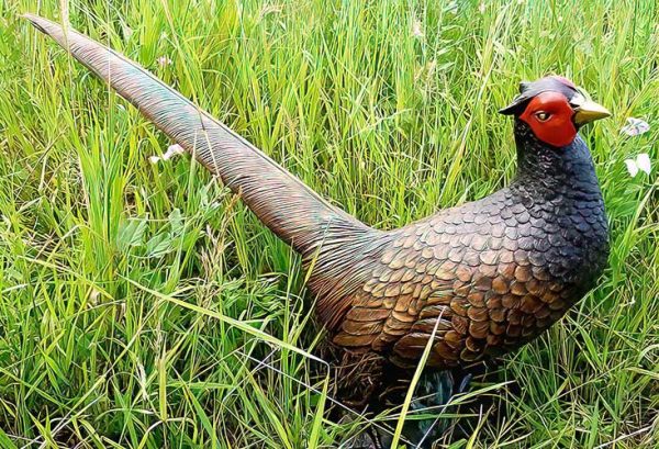 Bronze Young Pheasant : Life Size-1 : Escar UK Bronze