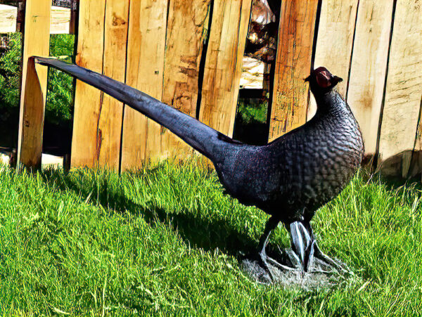 Hollow Cast Bronze Bird : Pheasant : Life Size Young-2