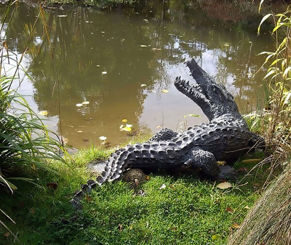 Hollow Cast Bronze Crocodile : Mr Snappy : Water Feature-1