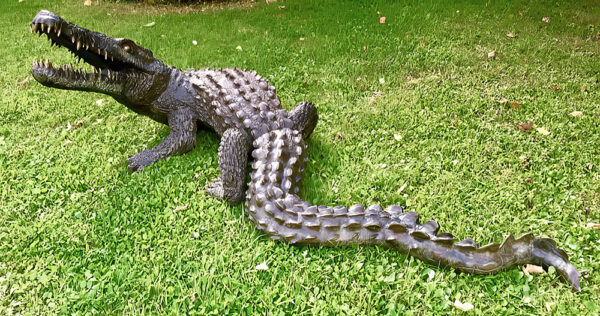 Hollow Cast Bronze Crocodile : Mr Snappy : Water Feature-2