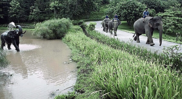 Hollow Cast Bronze Elephant : Tawan : Water Feature-5