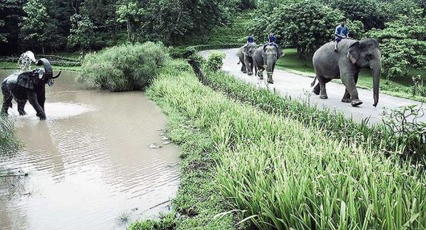 Bronze Elephant : Tawan : Water Feature-3 : Escar UK Bronze