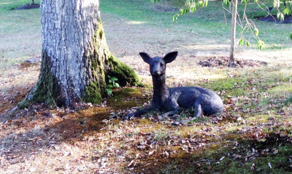 Hollow Cast Bronze Deer : Fallow Deer Fawn : Lying Down-3