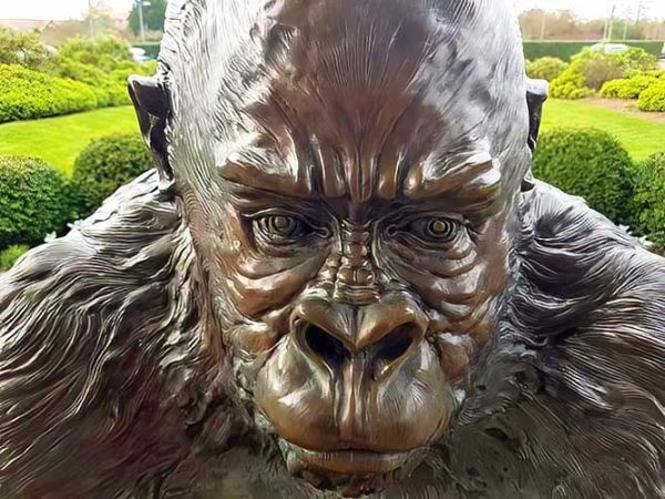 Bronze Gorilla : Guy the Silverback Gorilla-4 : Escar UK Bronze