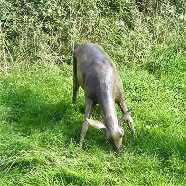 Hollow Cast Bronze Deer : White-tailed Deer Hind : Grazing-1