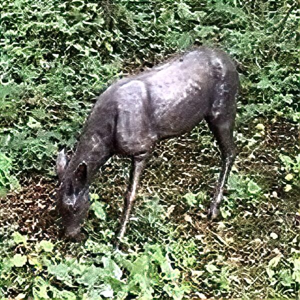 Hollow Cast Bronze Deer : White-tailed Deer Hind : Grazing-2