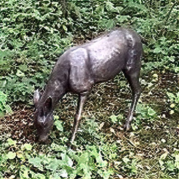 Bronze White Tailed Hind Grazing : Escar UK Bronze
