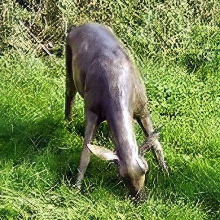 Bronze White-tailed Deer Hind Grazing : Escar UK Bronze