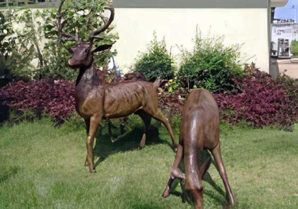 Bronze White Tailed Hind Grazing : Escar UK Bronze