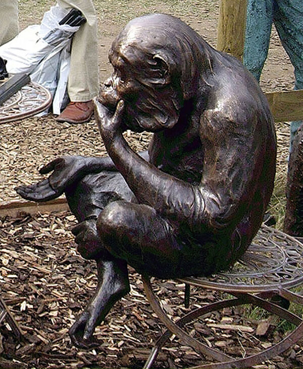 Hollow Cast Bronze Chimpanzee : Brains the Thinking Chimp-2