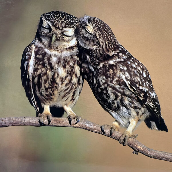 Hollow Cast Bronze Birds : Little Owls : Perched on a Branch-1