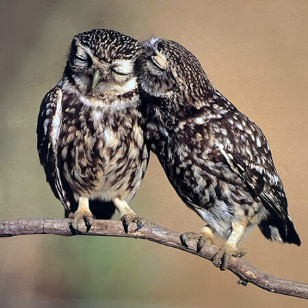 Hollow Cast Bronze Birds : Little Owls : Perched on a Branch